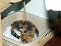 caramel 06-04 024